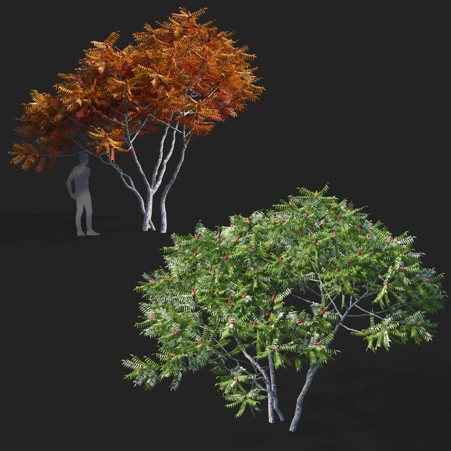 Deer-horned sumac | Rhus typhina 2 seasons — Descargar