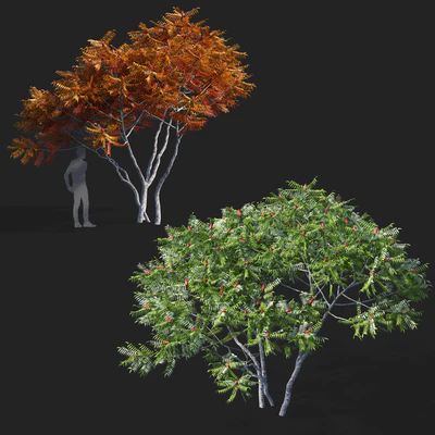 Deer-horned sumac | Rhus typhina 2 seasons — Ver 3