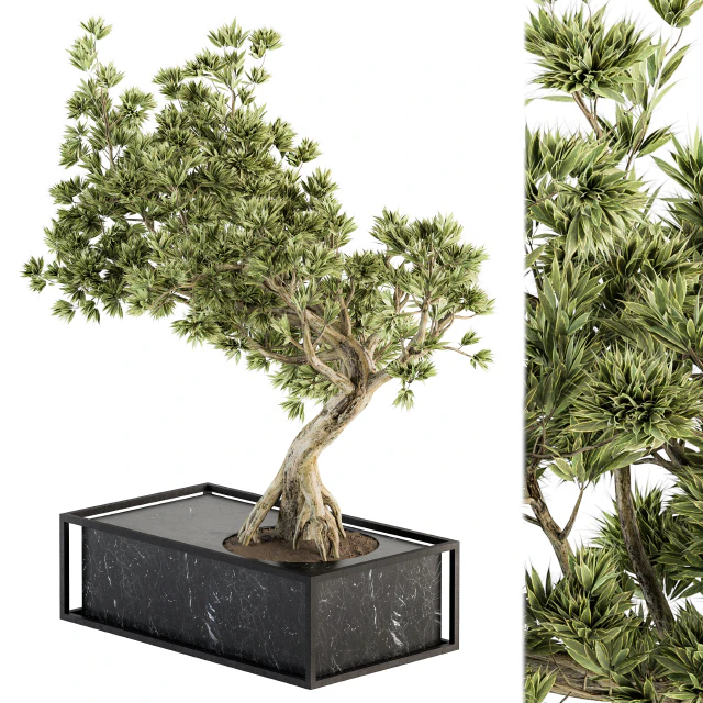 indoor Plant Set 225 - Bonsai Plant — Descargar
