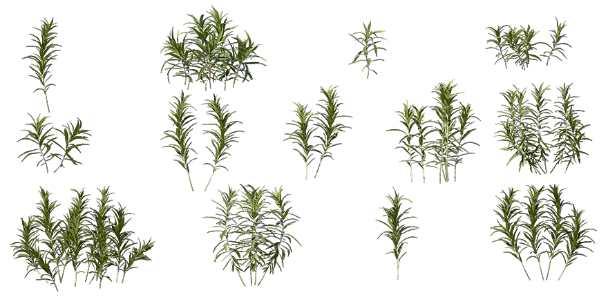 butterfly weed 001 — Скачать