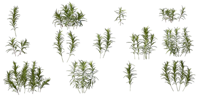 butterfly weed 001 — Скачать