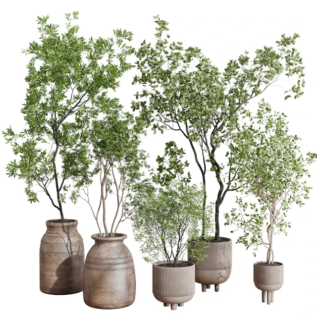 collection indoor plant 456 wooden old and concrete vase — Descargar