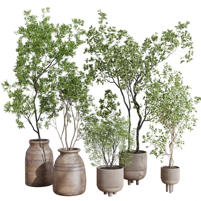 collection indoor plant 456 wooden old and concrete vase — Ver 1
