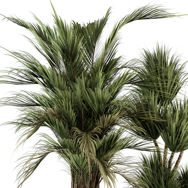 indoor Plant Set 362- Tree and Plant Set in Black and Gray pot — Скачать
