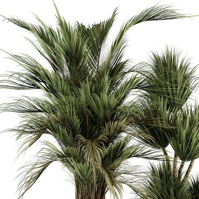 indoor Plant Set 362- Tree and Plant Set in Black and Gray pot — Вид 4