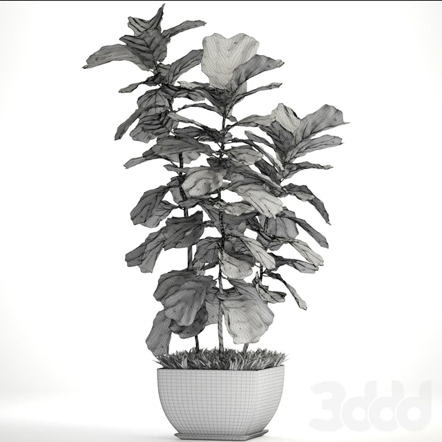 Ficus lyrata. 4. decorative, office, bush, tree, office plant, pot — Descargar