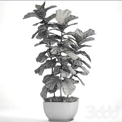 Ficus lyrata. 4. decorative, office, bush, tree, office plant, pot — Ver 4