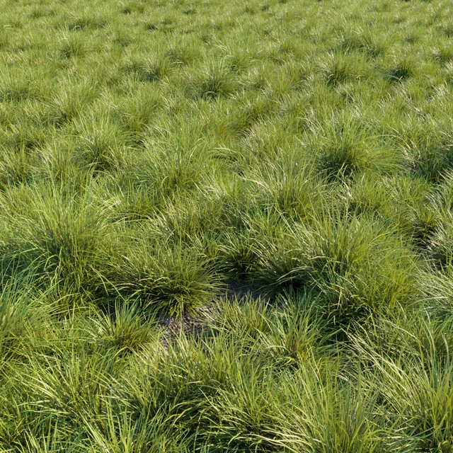 Saw-sedges grass — Descargar