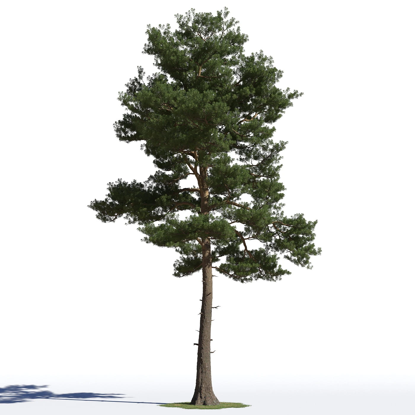 coniferous trees 015 — Скачать