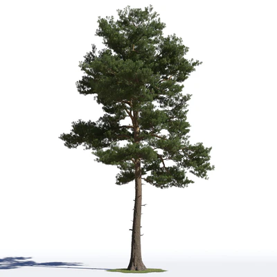 coniferous trees 015 — Скачать
