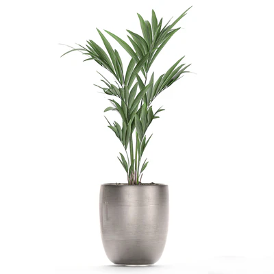 Коллекция красивых декоративных пальм в стильных горшках с Howea forsteriana, пальма Неанта. Набор 696. — Вид 4