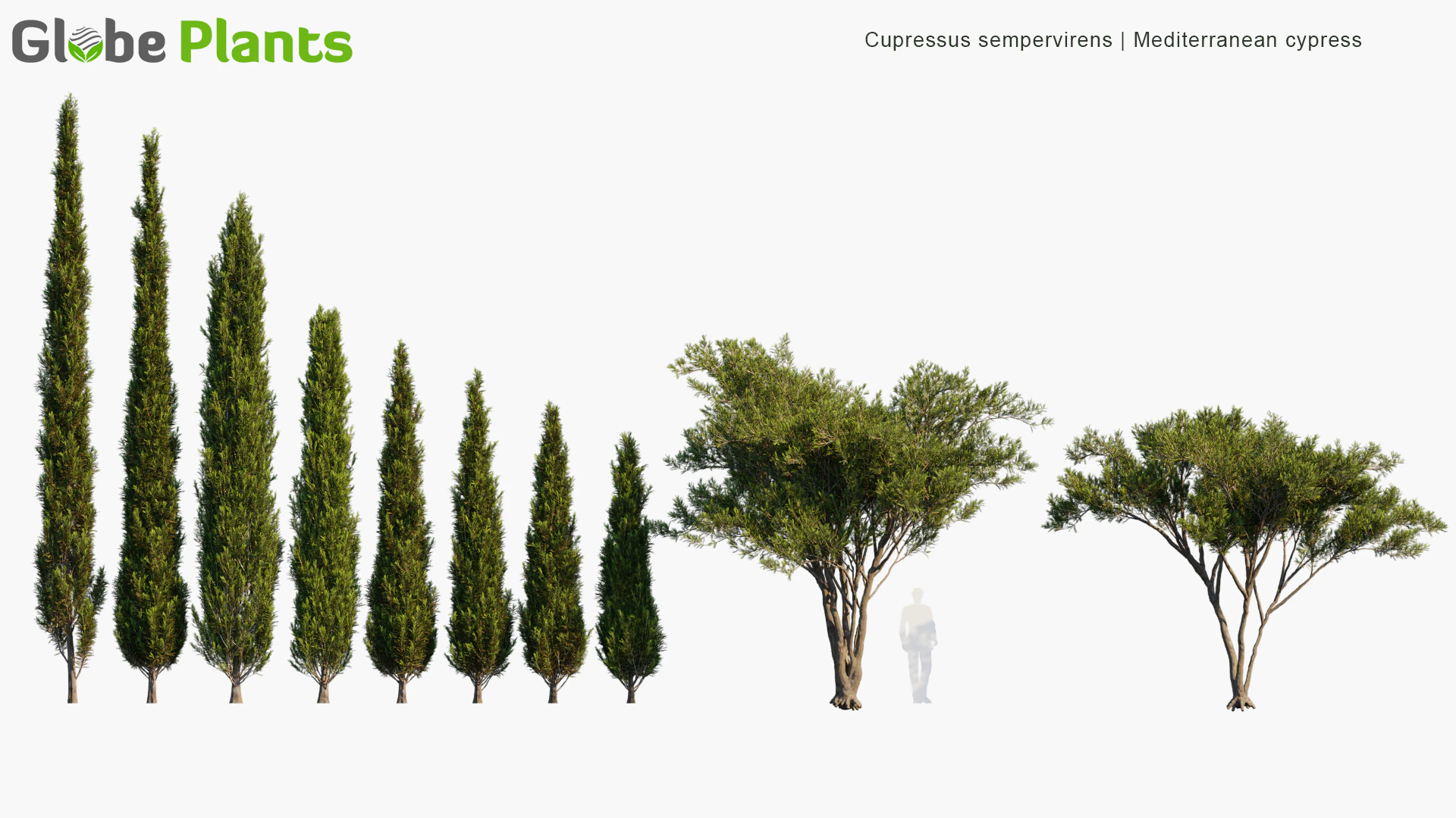 cupressus sempervirens — Скачать