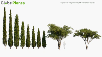 cupressus sempervirens — download