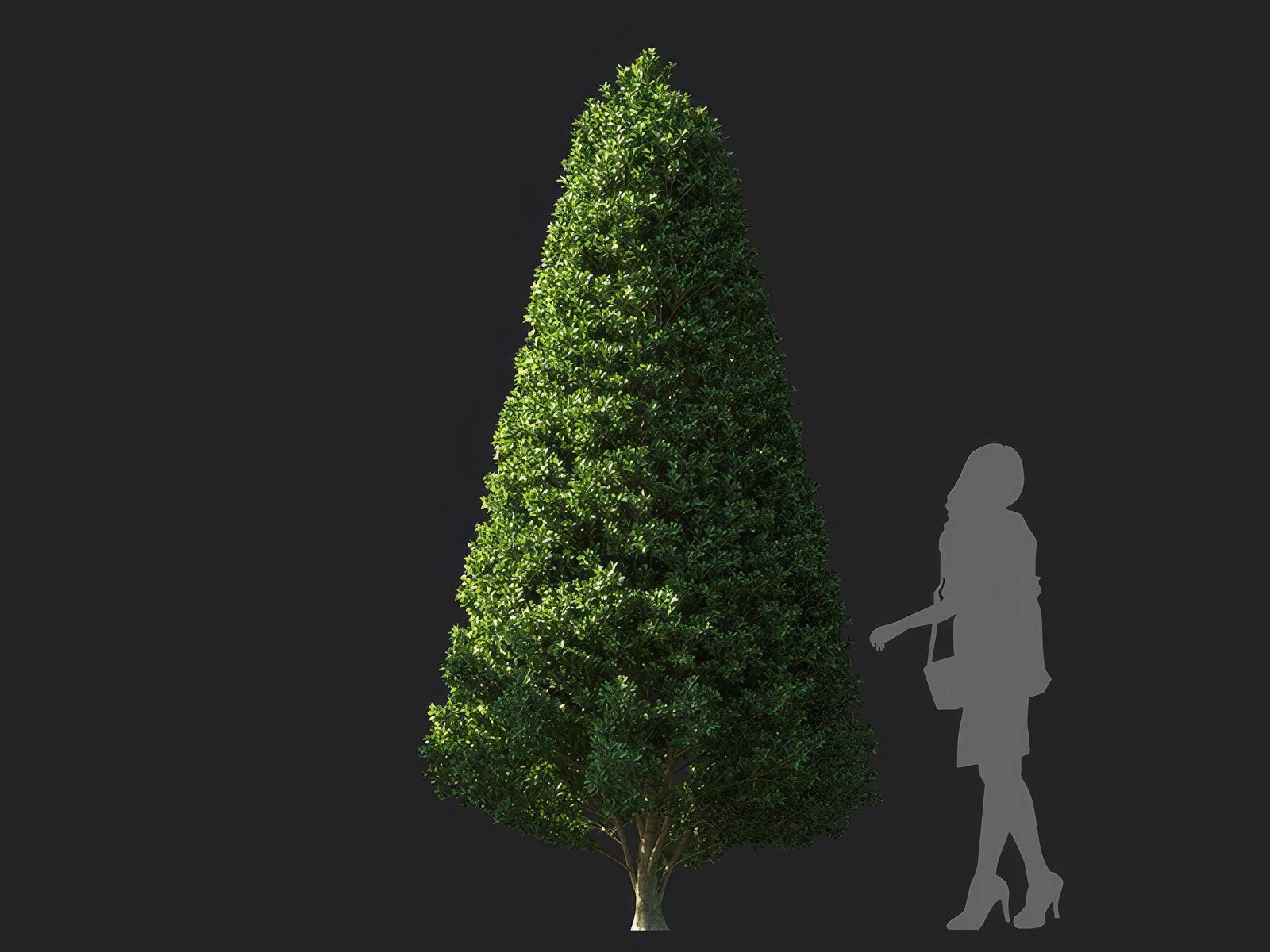 ilex maximowicziana 002 — Скачать