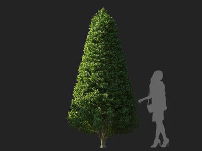 ilex maximowicziana 002 — Скачать