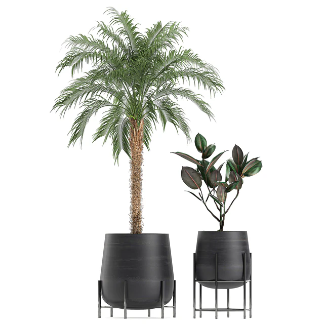 Collection of small plants in black pots on legs with Date palm, ficus, Chlorophytum, Abidjan. Set 627. — Descargar