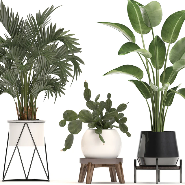 Collection of small plants in white modern pots with prickly pear cactus, banana palm, monstera, strelitzia. Set 448. — Descargar