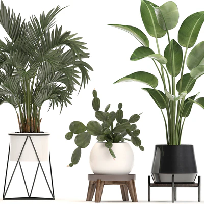 Collection of small plants in white modern pots with prickly pear cactus, banana palm, monstera, strelitzia. Set 448. — Ver 4