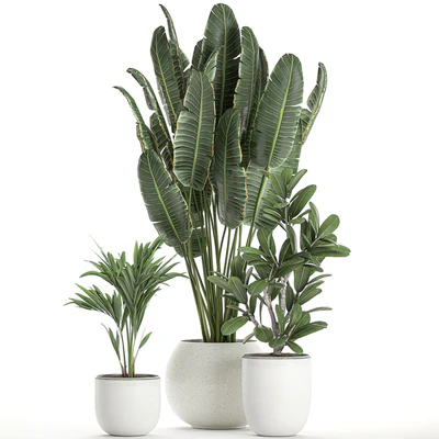 Collection of small beautiful plants in white pots with Banana palm, strelitzia. Set 660. — Ver 3