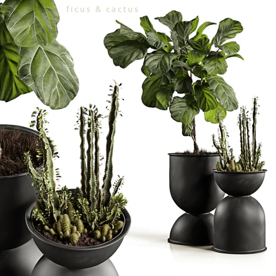 Ficus and cactus — Ver 1