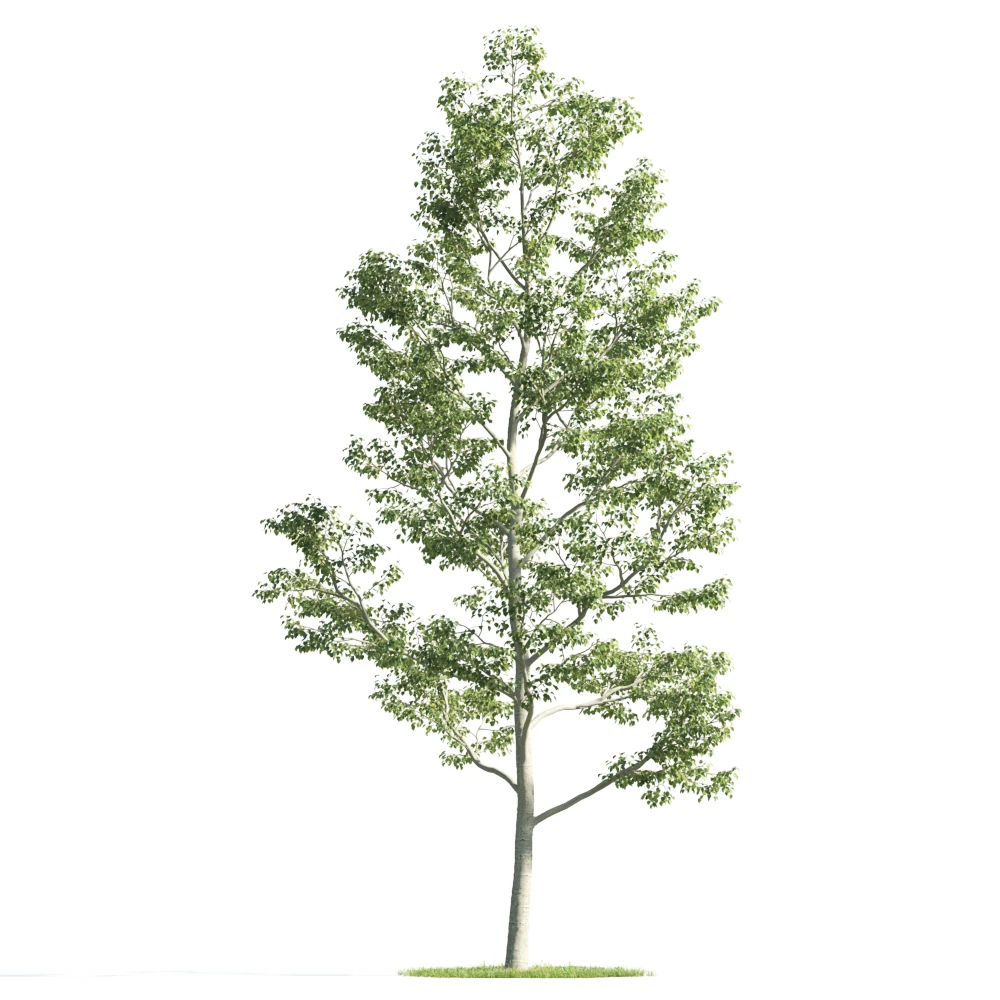 trees 027 — Descargar