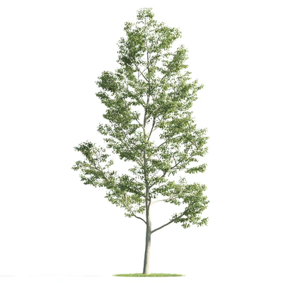 trees 027 — Descargar