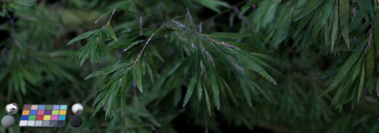 leaf 008 — Скачать