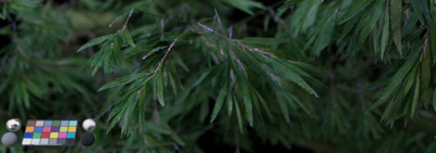 leaf 008 — download