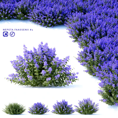 Fassen's Catcher | Nepeta fassenii # 2 — Ver 1