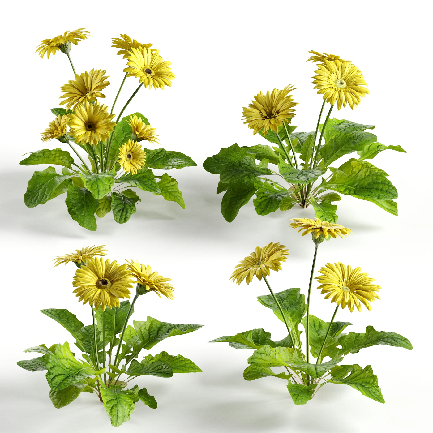 flowers and weeds 005 — Descargar