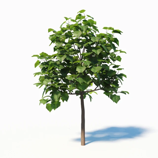 Paulownia Elongata (4m) 3 Tree Set — Descargar