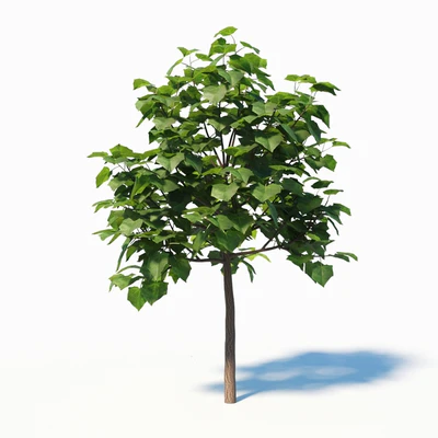 Paulownia Elongata (4m) 3 Tree Set — Ver 3
