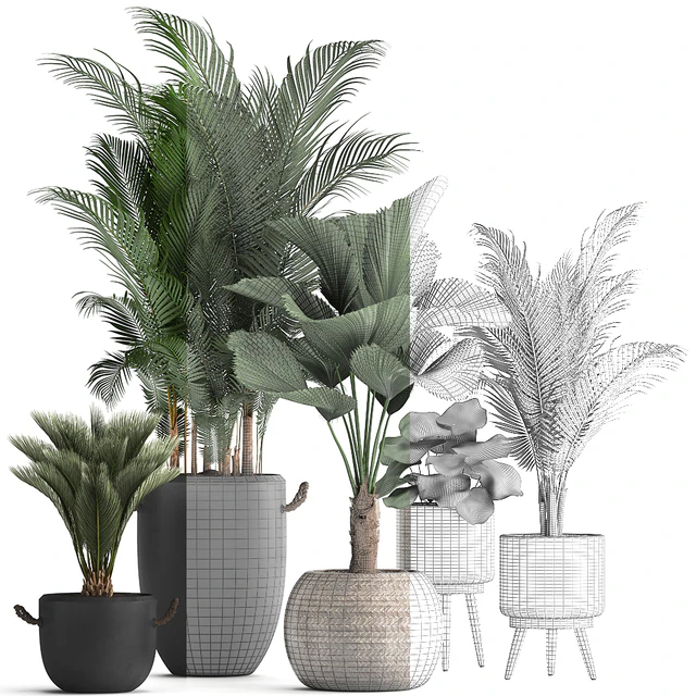 Plant Collection 422. palm, hovea, black flowerpot, basket, pot, tropical plant, likuala, loft, Howea forsteriana — Descargar