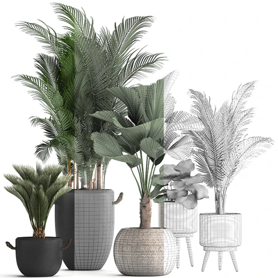 Plant Collection 422. palm, hovea, black flowerpot, basket, pot, tropical plant, likuala, loft, Howea forsteriana — Ver 3