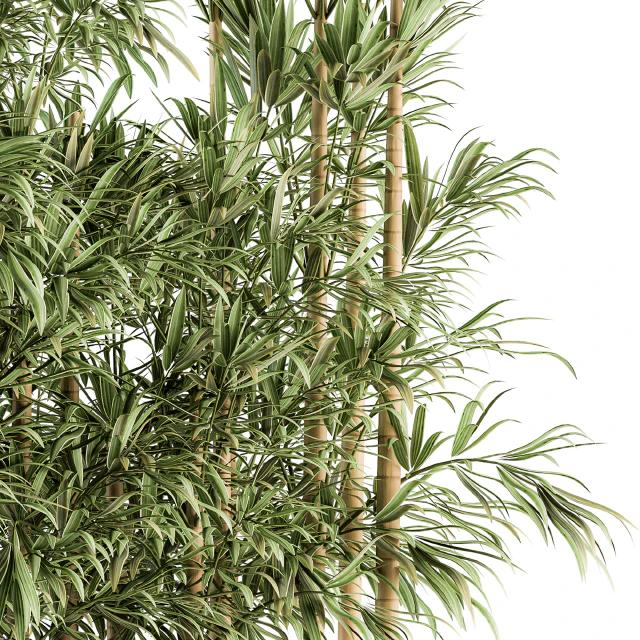 Indoor Plant Set 144 - Bamboo in Plant Box — Descargar