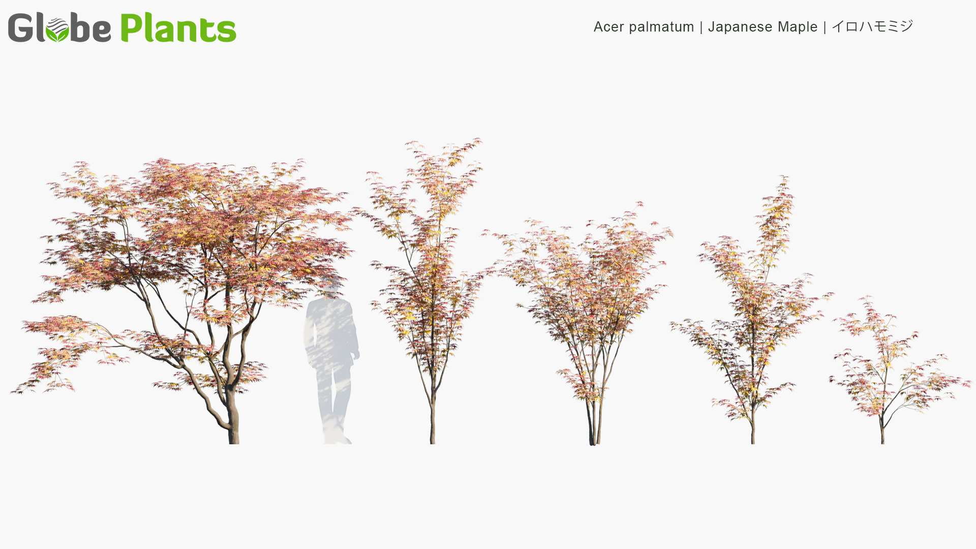 acer palmatum — Скачать