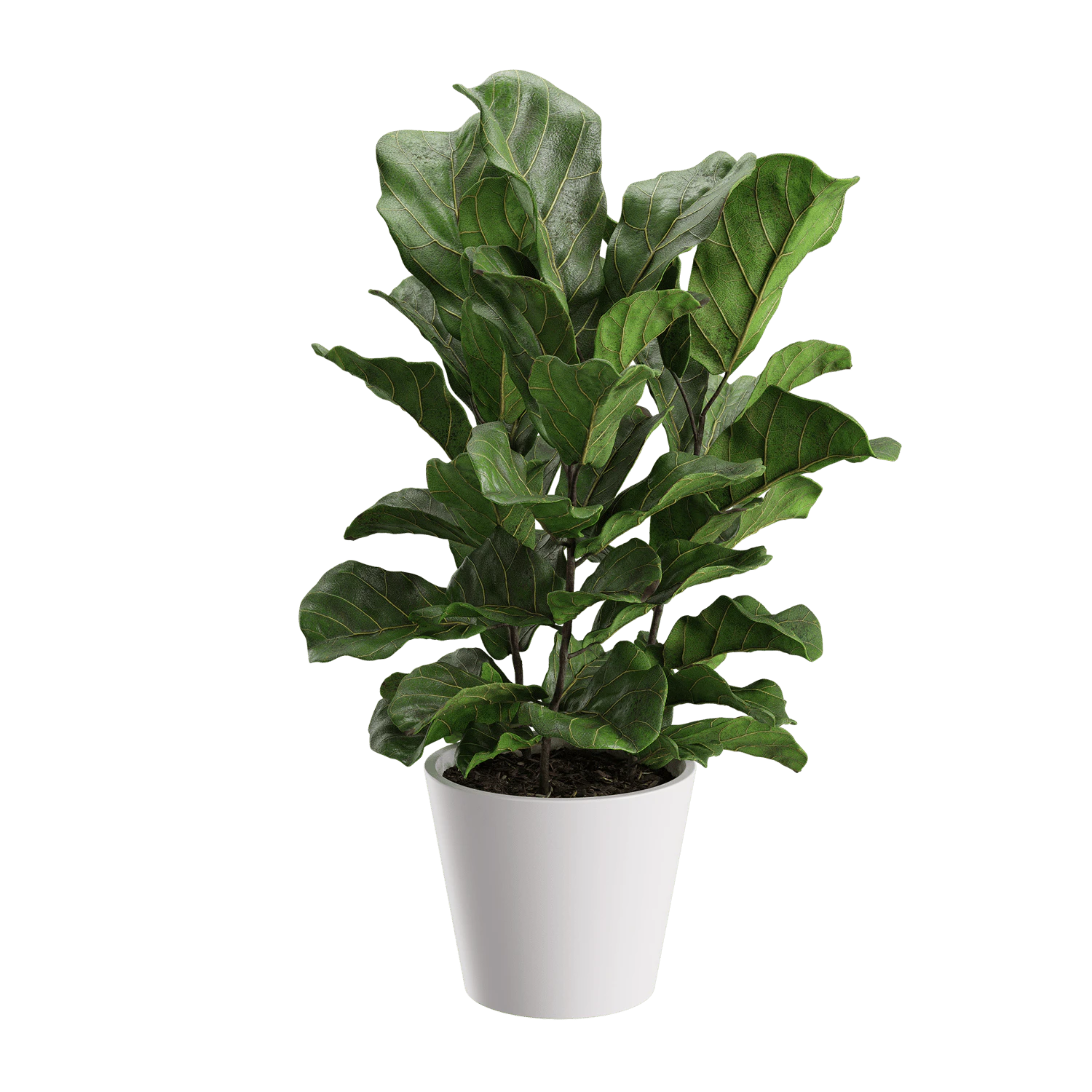 plant banjo fig — Descargar
