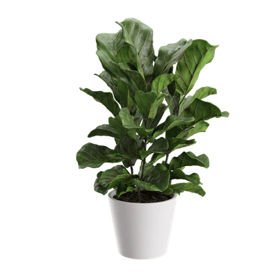 plant banjo fig — Descargar