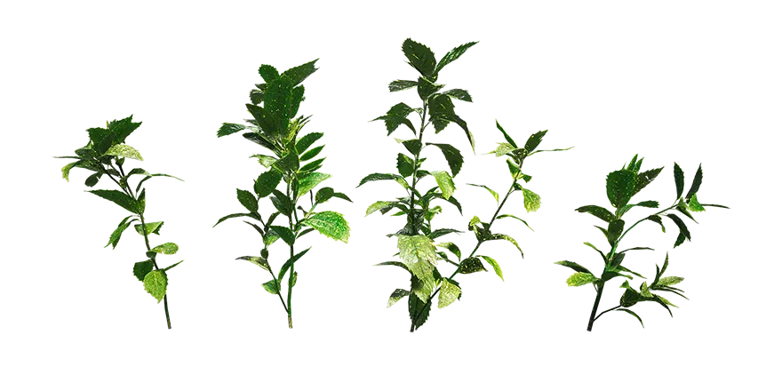 spotted laurel 001 — Descargar