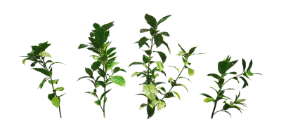spotted laurel 001 — Descargar