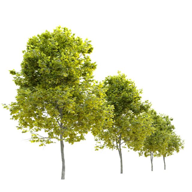 Acer platanoides Cleveland — Descargar