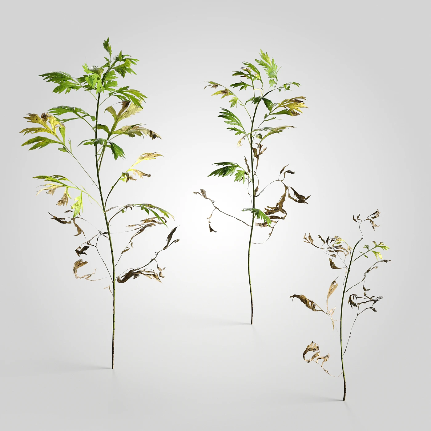 low poly plants 003 — Descargar