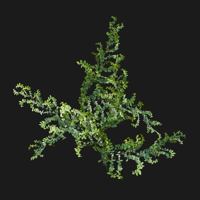 Moraceae - Ficus pumila — Скачать