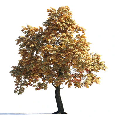 011 autumn — Descargar
