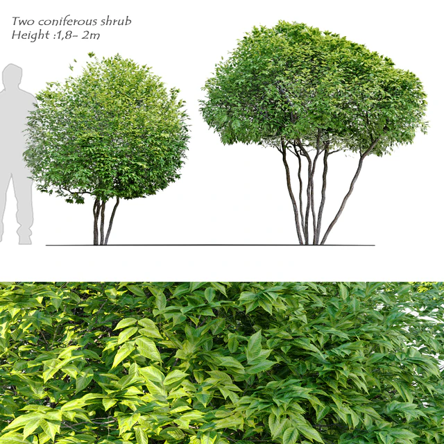 Two coniferous shrub — Скачать