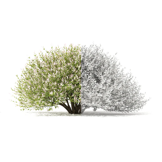 Japanese willow "Hakuro-Nishiki" bushes | Salix integra hakuro-nishiki — Descargar