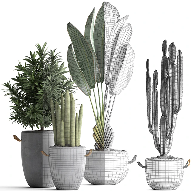 Collection of small plants in black concrete pots from Ravenala, concrete flowerpot, Cereus, cactus, oleander. Set 434. — Descargar