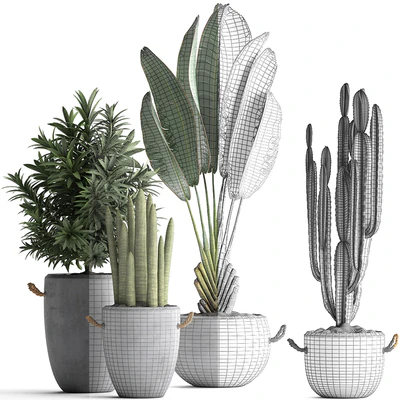 Collection of small plants in black concrete pots from Ravenala, concrete flowerpot, Cereus, cactus, oleander. Set 434. — Ver 4
