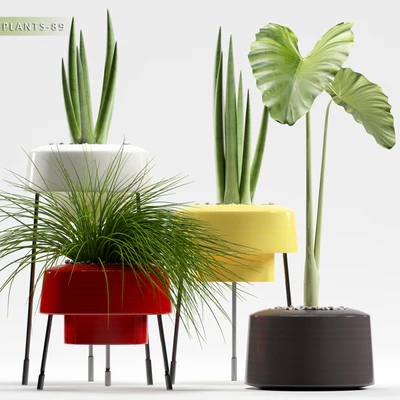 PLANTS 89 — Вид 1