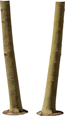 walnut tree trunk 001 — Descargar